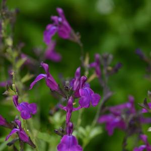 Salvia greggii 'Deep Purple'