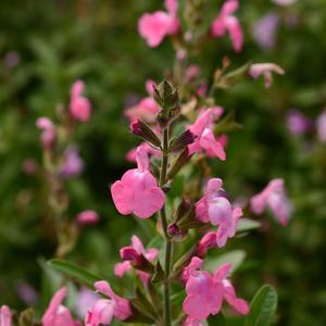 Salvia greggii 'Pink'