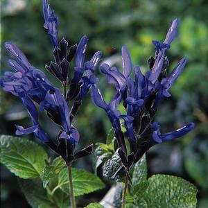 Salvia guaranitica 'Black & Blue'