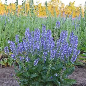 Salvia 'Azure Snow'