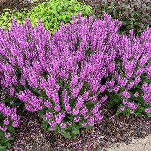 Salvia 'Back to the Fuchsia'