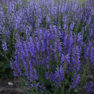 Salvia 'Indiglo Girl'