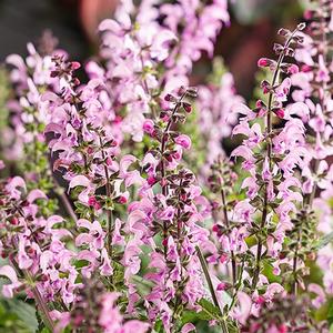 Salvia 'Pink Dawn'