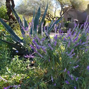 Salvia leucantha 