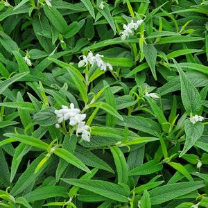 Salvia leucantha 'Danielle's Dream'