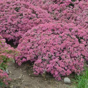 Sedum 'Popstar'