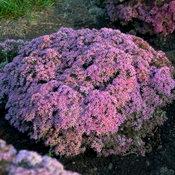 Sedum 'Pride and Joy'