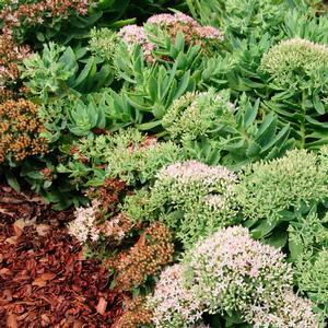 Sedum 'Pure Joy'