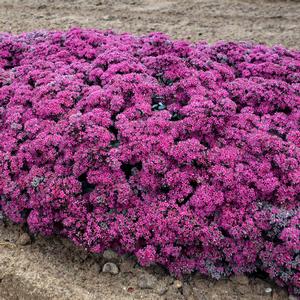 Sedum 'Superstar'