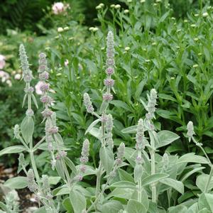 Stachys byzantina 'Silver Carpet'