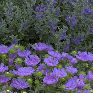 Stokesia laevis 'Peachie's Pick'