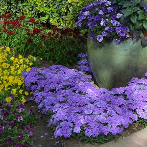 Verbena peruviana 'Blue Improved'