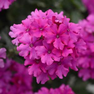 Verbena peruviana 'Magenta'