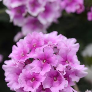 Verbena peruviana 'Pink Bicolor'