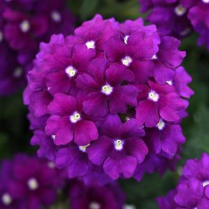 Verbena peruviana 'Purple'