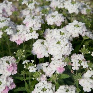 Verbena peruviana 'White Blush'