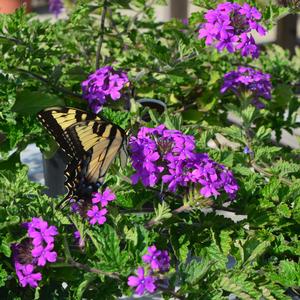 Verbena canadensis 'Homestead Purple'