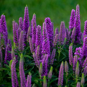 Veronica 'Purple Illusion'