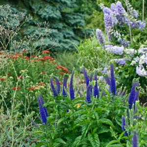 Veronica 'Sunny Border Blue'