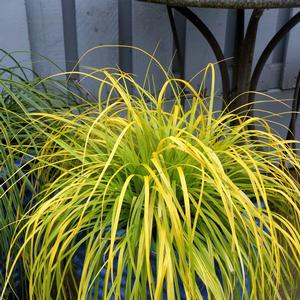 Carex oshimensis 'Everillo'