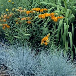 Festuca ovina glauca 'Elijah Blue'