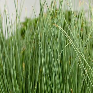 Juncus Inflexus 'Blue Mohawk'