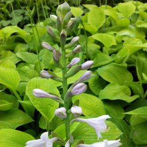 Hosta 'August Moon'