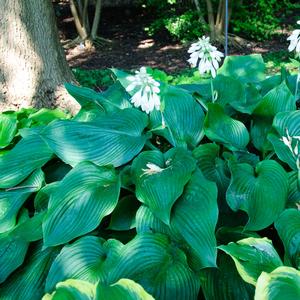 Hosta 'Blue Angel'