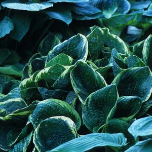 Hosta 'Christmas Tree'