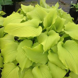 Hosta 'Dancing Queen'