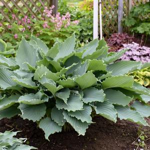 Hosta 'Diamond Lake'