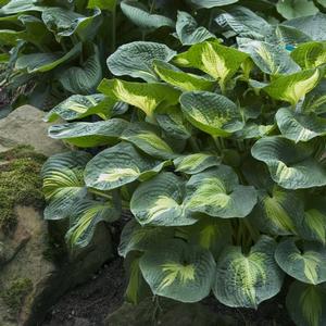 Hosta 'Dream Weaver'