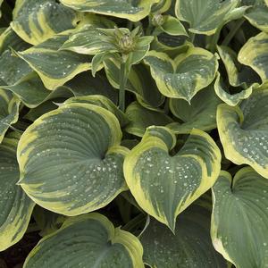 Hosta 'Earth Angel'