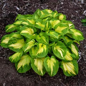 Hosta 'Etched Glass'