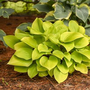 Hosta 'Fire Island'