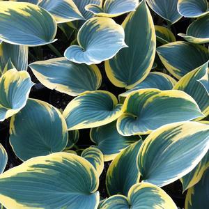 Hosta 'First Frost'