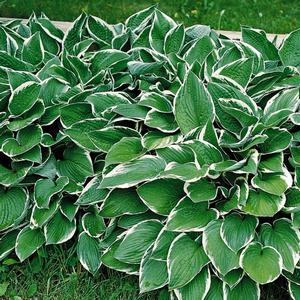 Hosta 'Francee'