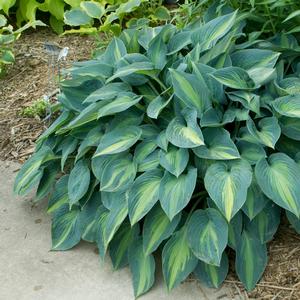 Hosta 'June'