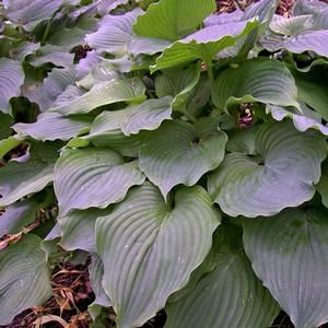 Hosta 'Komodo Dragon'