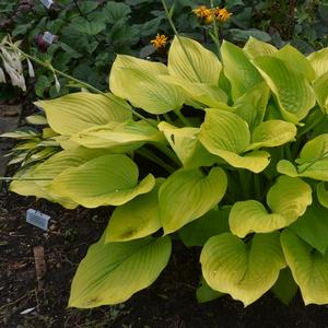 Hosta 'Age of Gold'