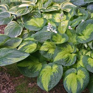 Hosta 'Brother Stefan'