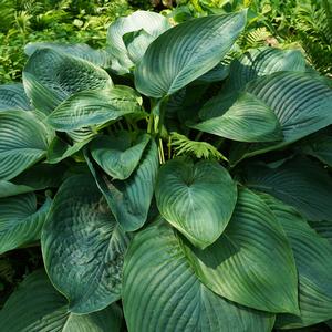 Hosta 'Empress Wu'