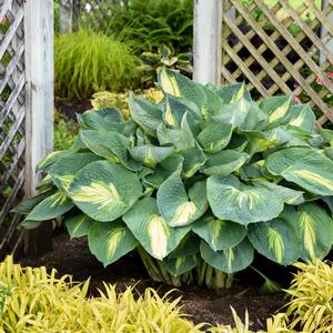 Hosta 'Hudson Bay'