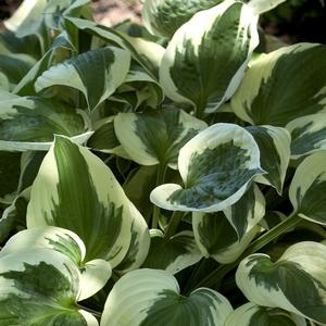 Hosta 'Patriot'