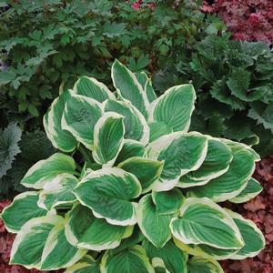 Hosta 'Royal Wedding'