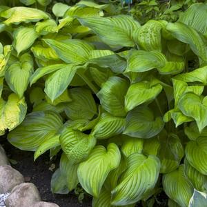 Hosta 'Stained Glass'