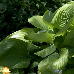 Hosta 'Sum and Substance'