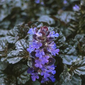 Ajuga reptans 'Black Scallop'