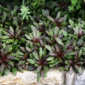 Ajuga tenorii 'Chocolate Chip'