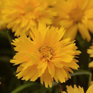 Coreopsis grandiflora 'Double the Sun'